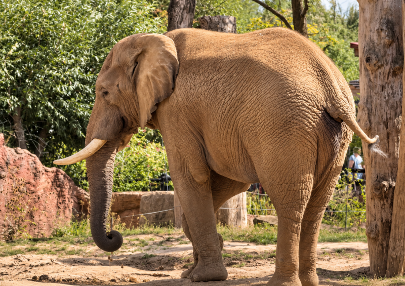 Afrikanischer Elefant im sonnigen Gehege 09/26 ©Ronny Morgner