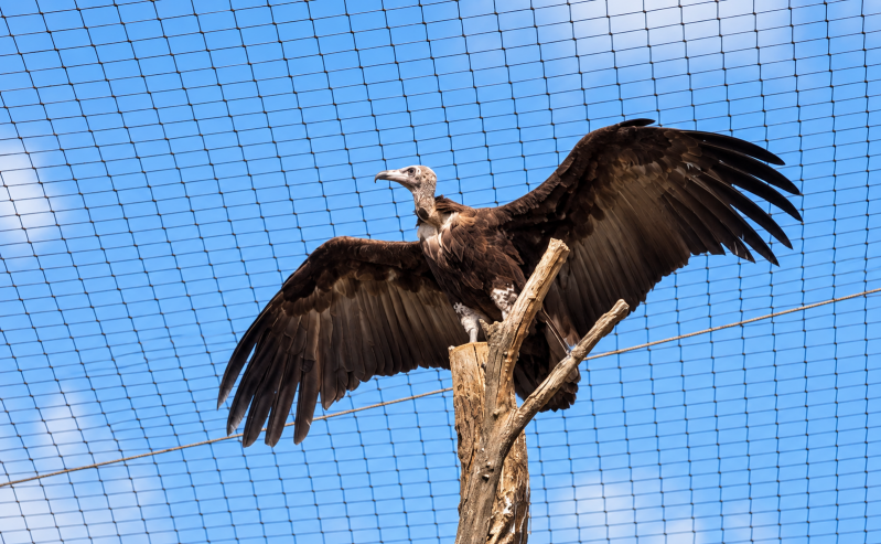 Geier mit ausgebreiteten Flügeln im Aviarium 09/26 ©Ronny Morgner
