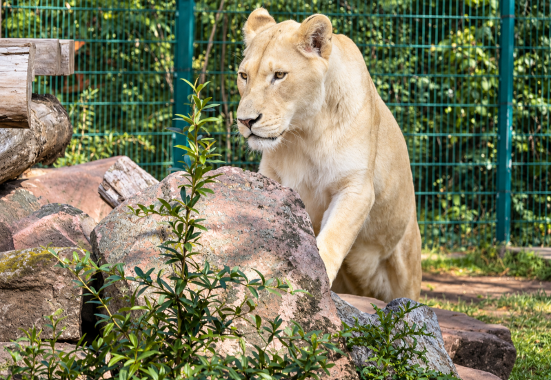 Wachsame Löwin im Zoo-Gehege 09/26 ©Ronny Morgner