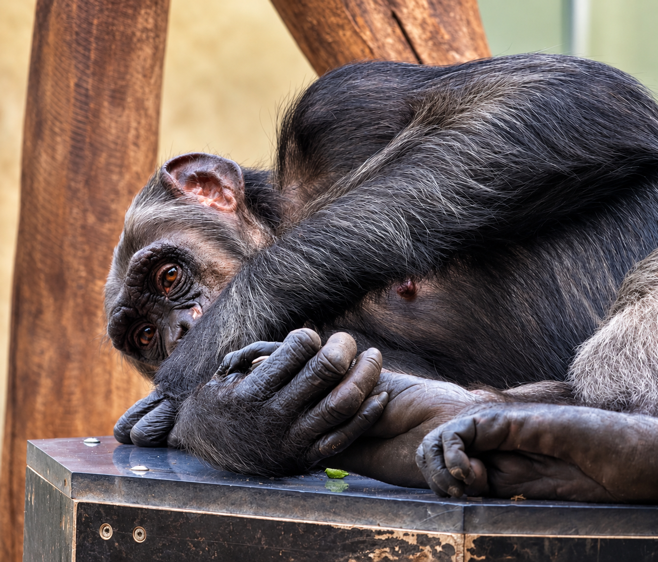 Ruhender Blick eines Bonobos Schimpansen
