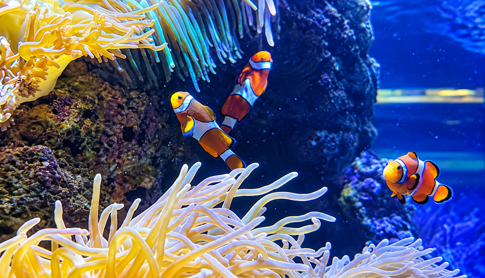 drei Clownfische im Schutz der Anemone