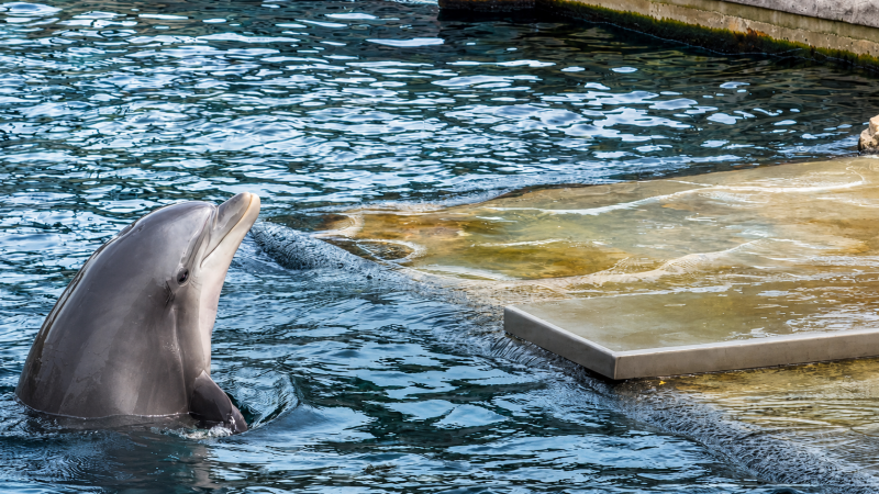 Delfin im schimmernden Beckenwasser 09/26 ©Ronny Morgner