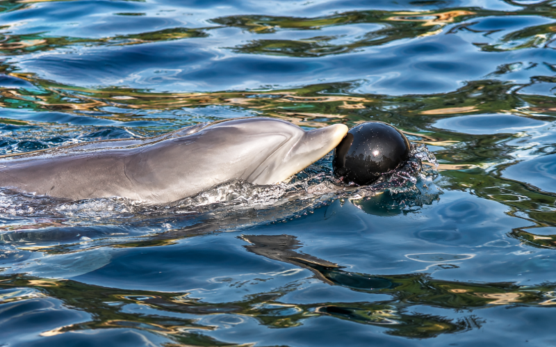 Delfin mit glänzendem Ball im Wasser 09/26 ©Ronny Morgner