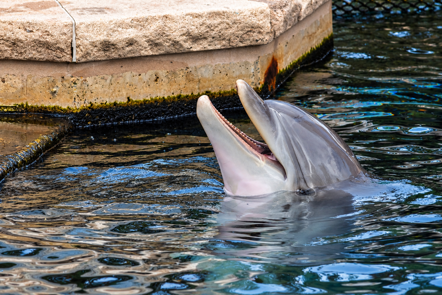 Lächelnder Delfin im spritzenden Wasser 