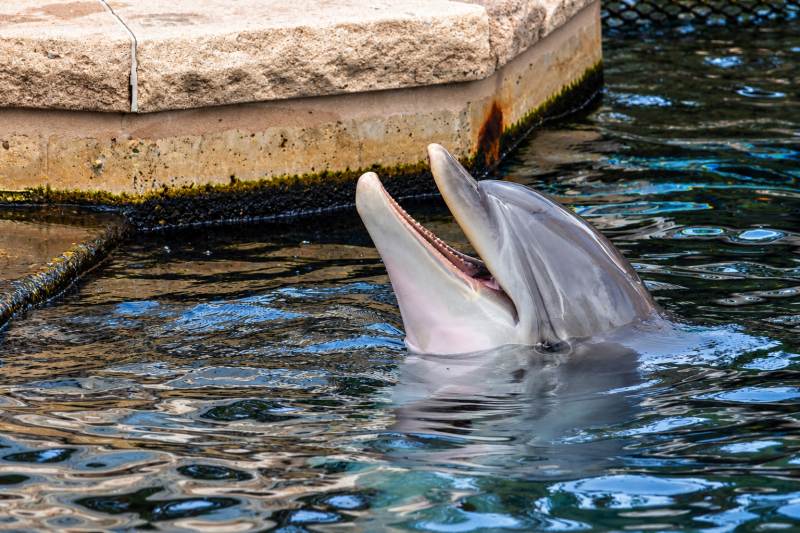 Delfin mit offenem Maul im Wasser 09/26 ©Ronny Morgner