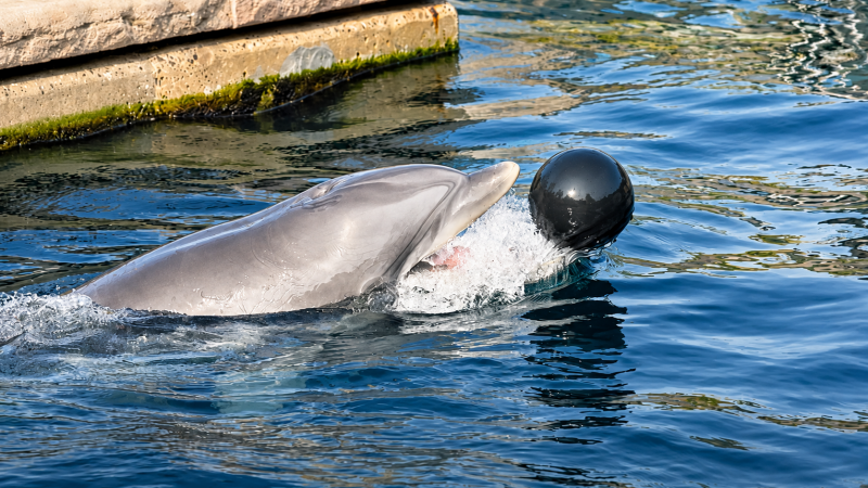 Delfin spielt mit schwarzem Ball 09/26 ©Ronny Morgner
