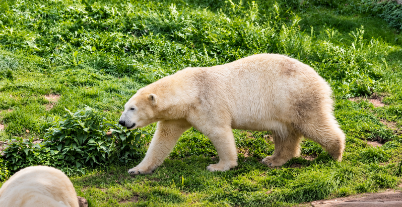 Eisbär auf Streifzug – Ruhiger Weg durchs Grün 09/26 ©Ronny Morgner