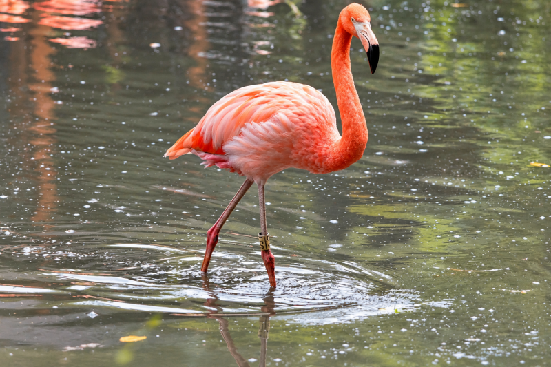 Eleganter Flamingo im stillen Lagunenwasser 09/26 ©Ronny Morgner