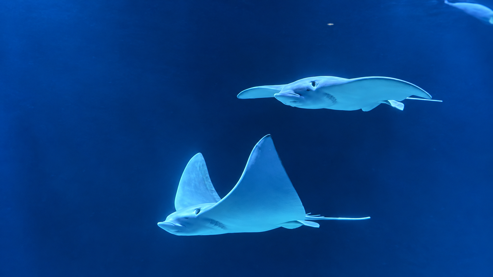 zwei Rochen gleiten durch das große Aquarium