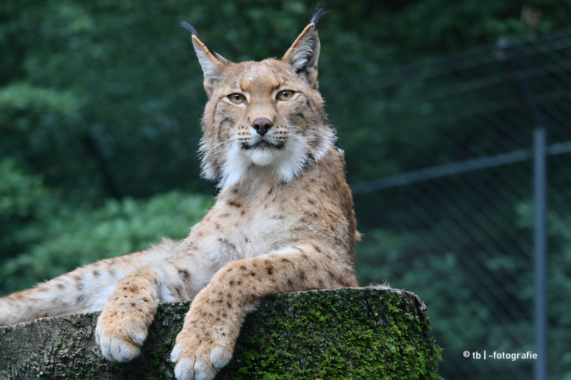 Luchs auf Baumstamm