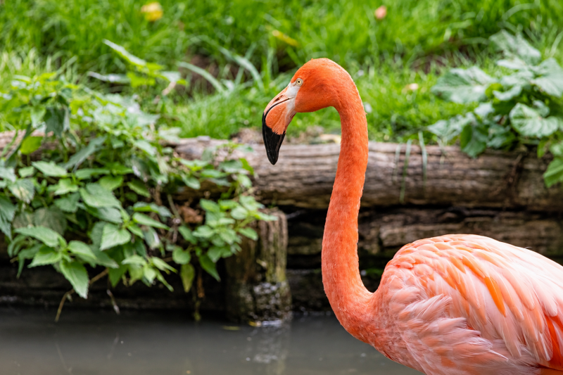 Flamingo am grünen Ufer 09/26 ©Ronny Morgner