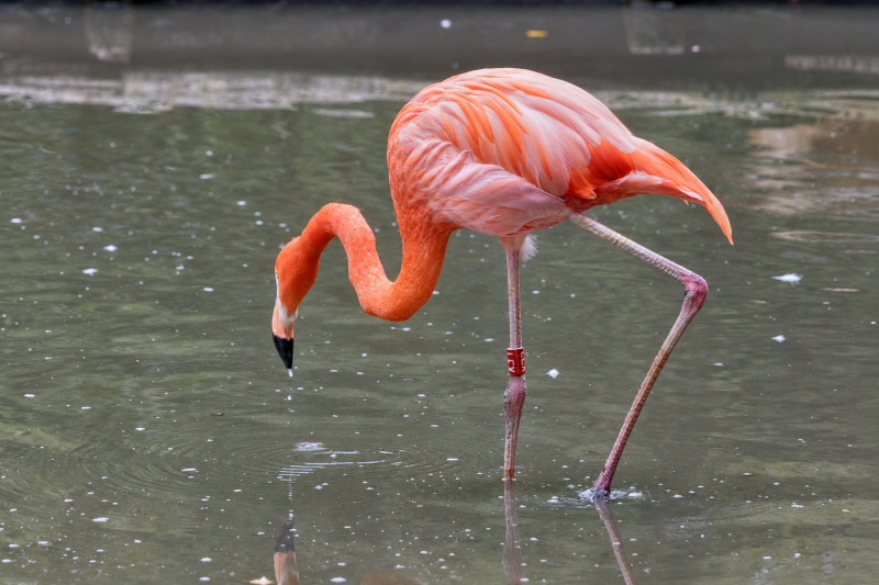 Flamingo auf Nahrungssuche im Wasser 09/26 ©Ronny Morgner