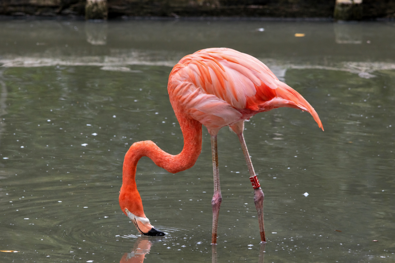 Flamingo bei der Futtersuche im Teich 09/26 ©Ronny Morgner