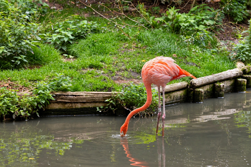 Flamingo beim Fressen am Teich 09/26 ©Ronny Morgner