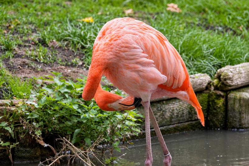 Flamingo beim Gefiederputzen am Teichrand 09/26 ©Ronny Morgner