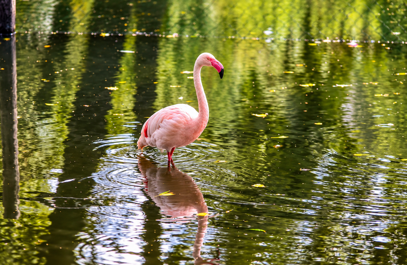Rosa Flamingo im spiegelnden Wasser 08/26 ©Ronny Morgner