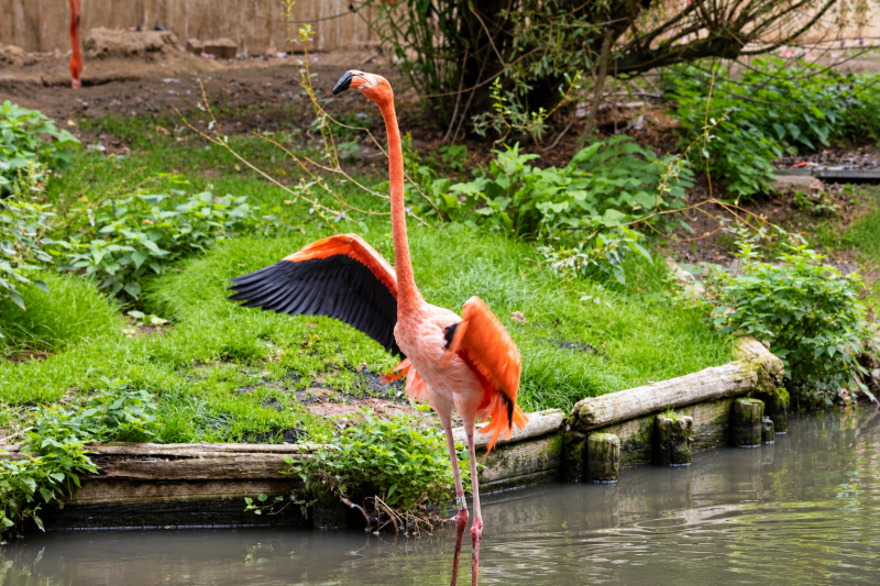 Flamingo mit ausgebreiteten Flügeln am Teich 09/26 ©Ronny Morgner