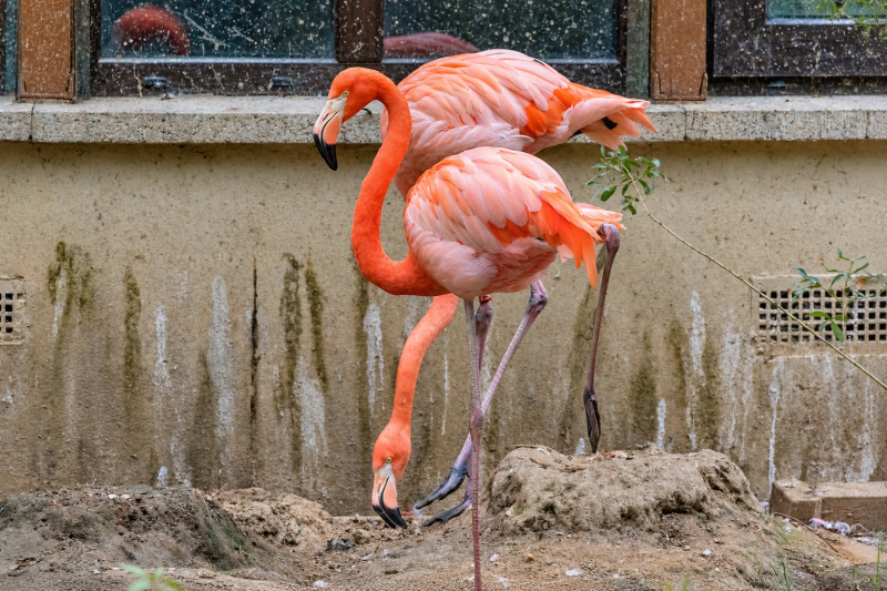 Flamingos im verschmutzten Gehege 09/26 ©Ronny Morgner