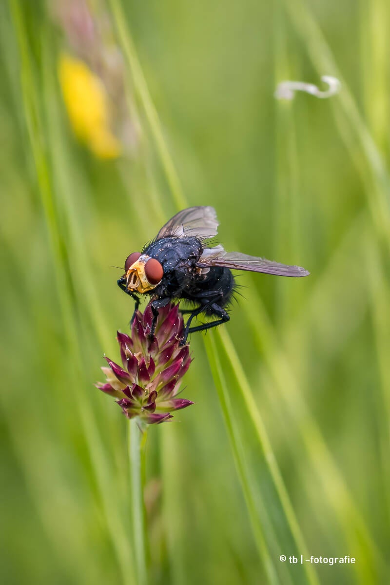 Fliege auf Blumenhalm im Gras 2025 ©Ronny Morgner