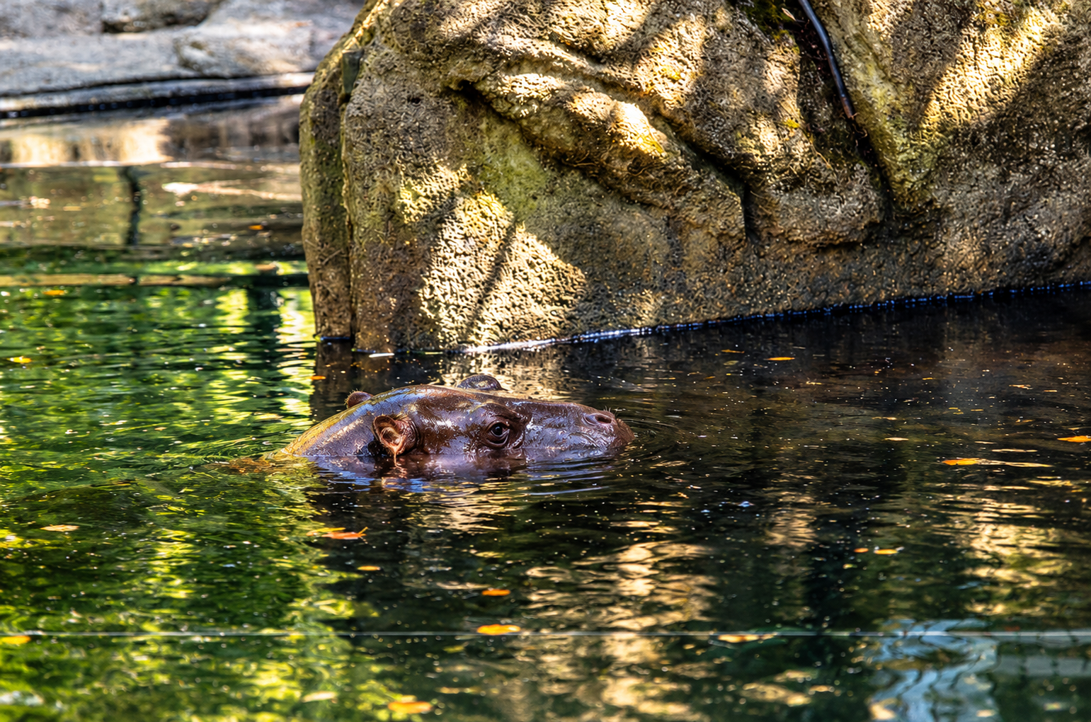 Flusspferd im schattigen Teich