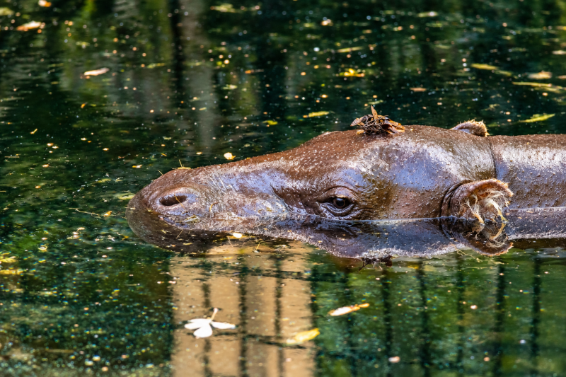 Stille im Wasser – Zwergflusspferd beim entspannten Bad 08/26 ©Ronny Morgner