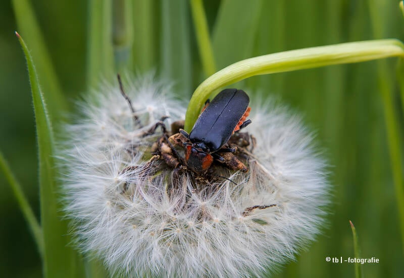 Gemeiner Weichkäfer auf Löwenzahn 2025 ©Ronny Morgner