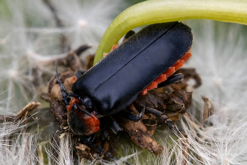 Gemeiner Weichkäfer auf Pusteblume 2025 ©Ronny Morgner