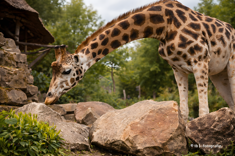 Rotschildgiraffe aus dem Zoo Hannover