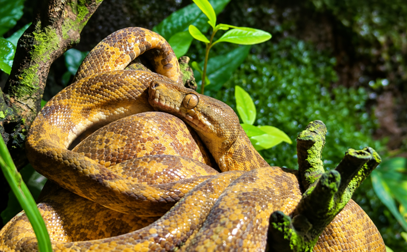 Amazonas-Baumboa aus dem Tropen Aquarium Hagenbeck 10/26 ©Ronny Morgner