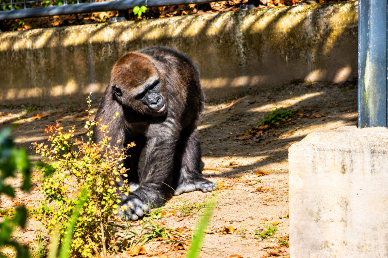 Gorilla im sonnigen Außengehege 09/26 ©Ronny Morgner