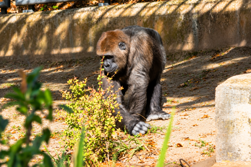  Gorilla im sonnigen Gehege 09/26 ©Ronny Morgner