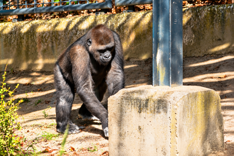 Gorilla im sonnigen Tiergarten-Gehege 09/26 ©Ronny Morgner