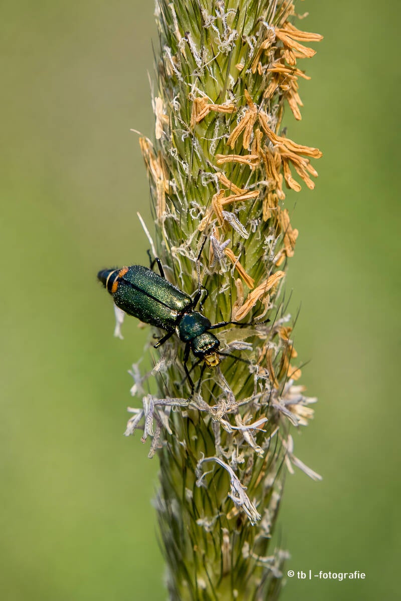 grüner Zipfelkäfer auf einem Grasährenkopf 2025 ©Ronny Morgner