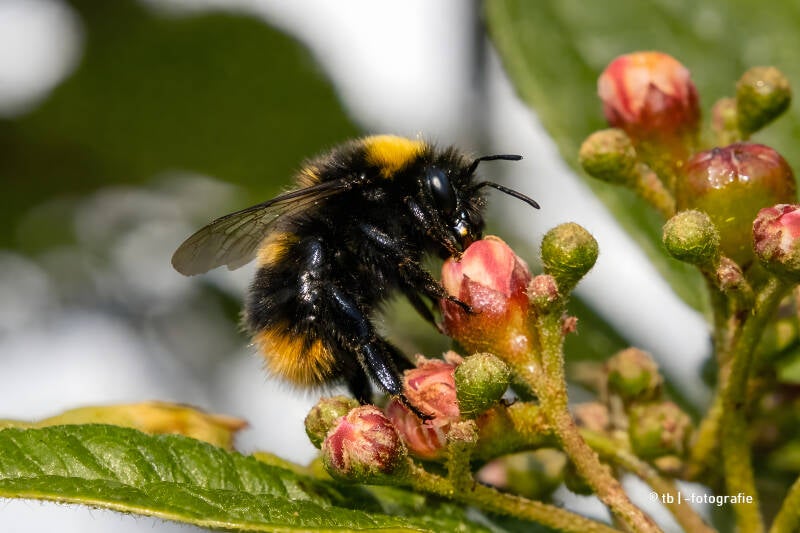 Hummel auf Blütenknospen 2025 ©Ronny Morgner