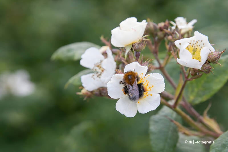 Hummel beim sammeln von Nektar 2025 ©Ronny Morgner
