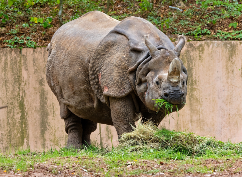 Panzernashorn beim Fressen Frontalansicht 09/26 ©Ronny Morgner