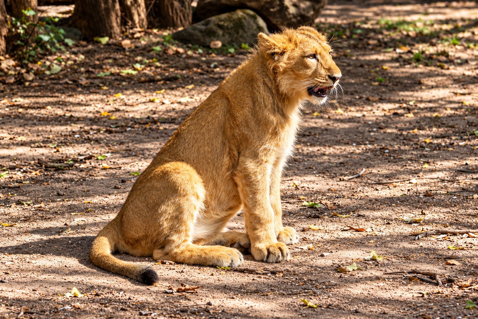 Junger Löwe im Sonnenlicht