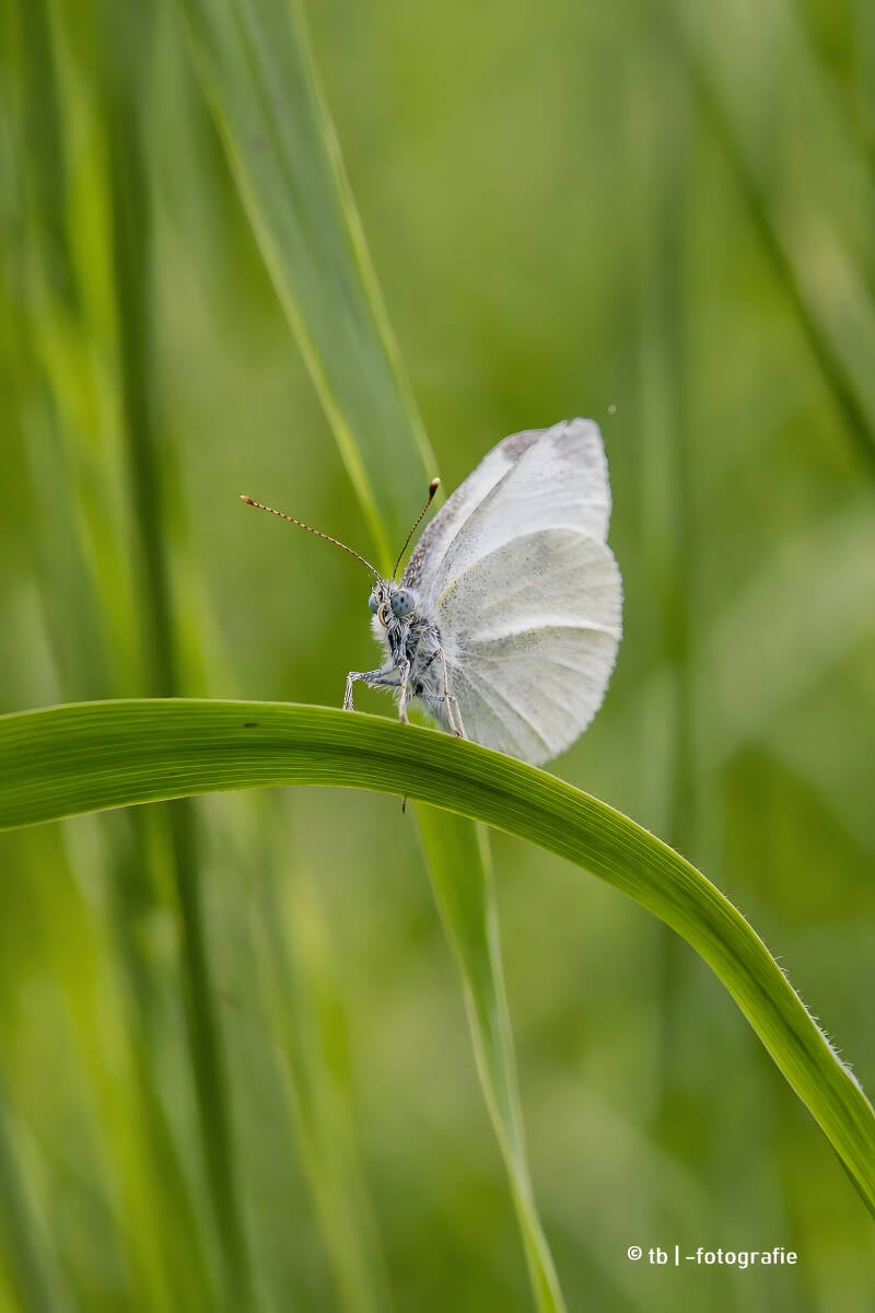 kleiner weißer Schmetterling auf Gras 2025 ©Ronny Morgner