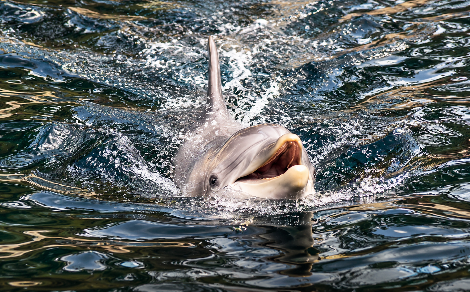 Lächelnder Delfin im spritzenden Wasser