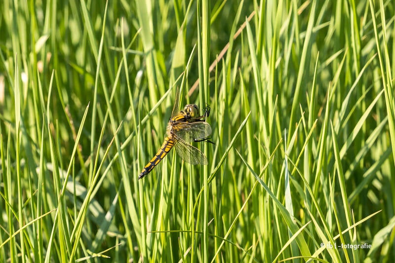 Libelle im Sonnenschein auf Gras 2025 ©Ronny Morgner