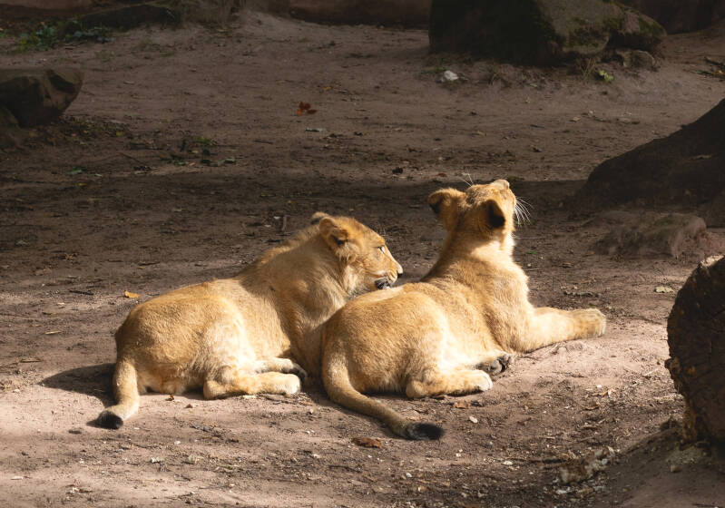 Gemeinsam in der Sonne – Zwei junge Löwen genießen die Ruhe 09/26 ©Ronny Morgner