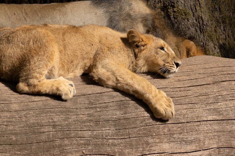 Junger Löwe beim Sonnenbad – Entspannung auf dem Baumstamm 09/26 ©Ronny Morgner