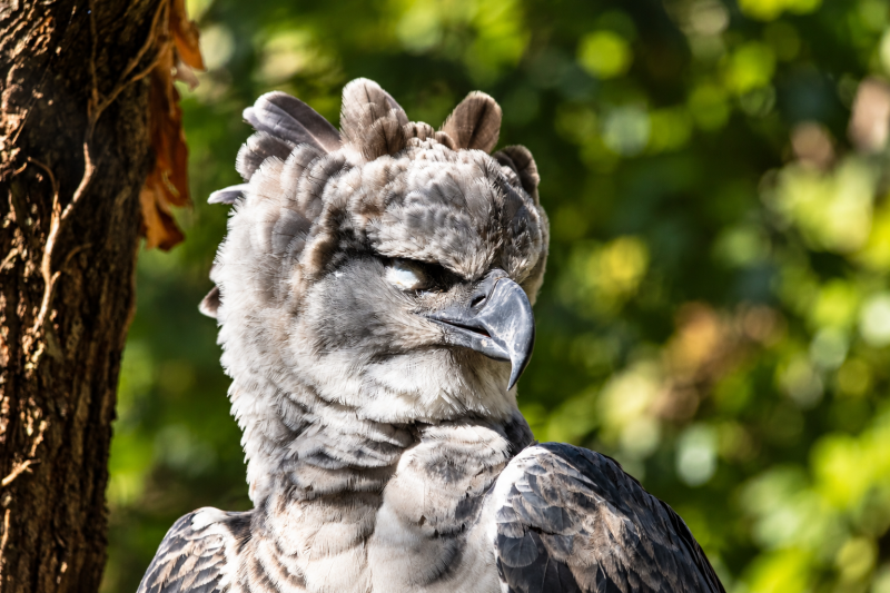 Schlafende Harpyie im Wald