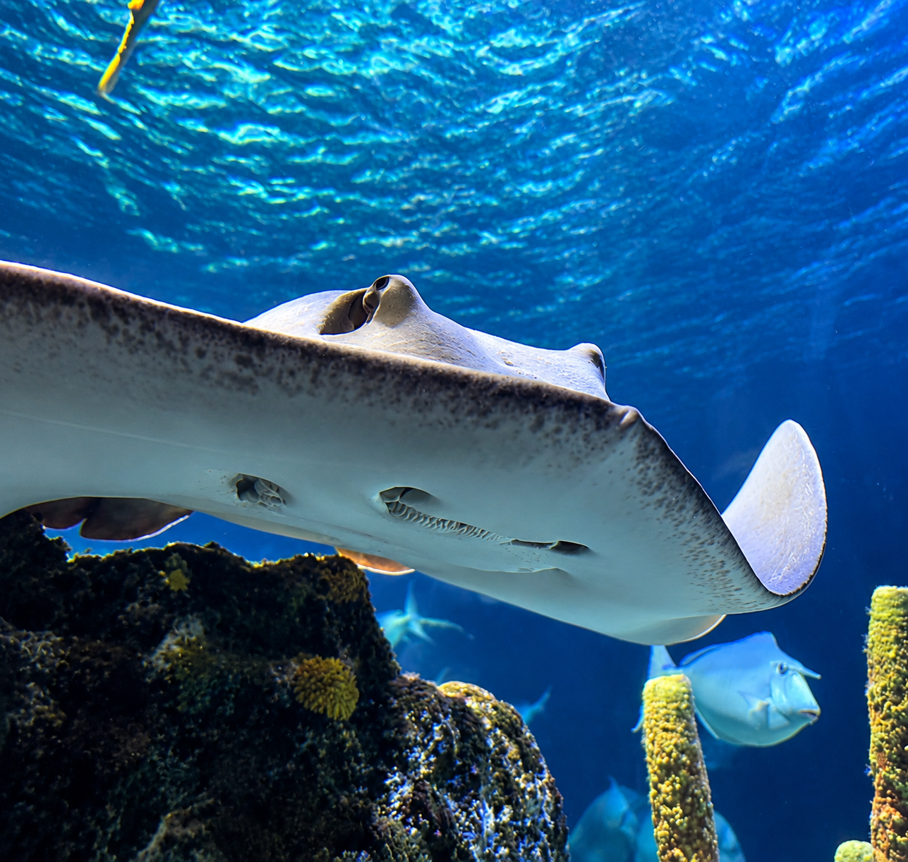 Mantarochen im Meeresbecken