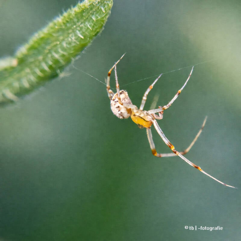Nahaufnahme einer Winkelspinne im Flug 2025 ©Ronny Morgner