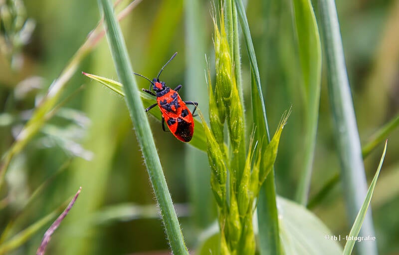 Nahaufnahme eines Feuermischers auf Gras 2025 ©Ronny Morgner