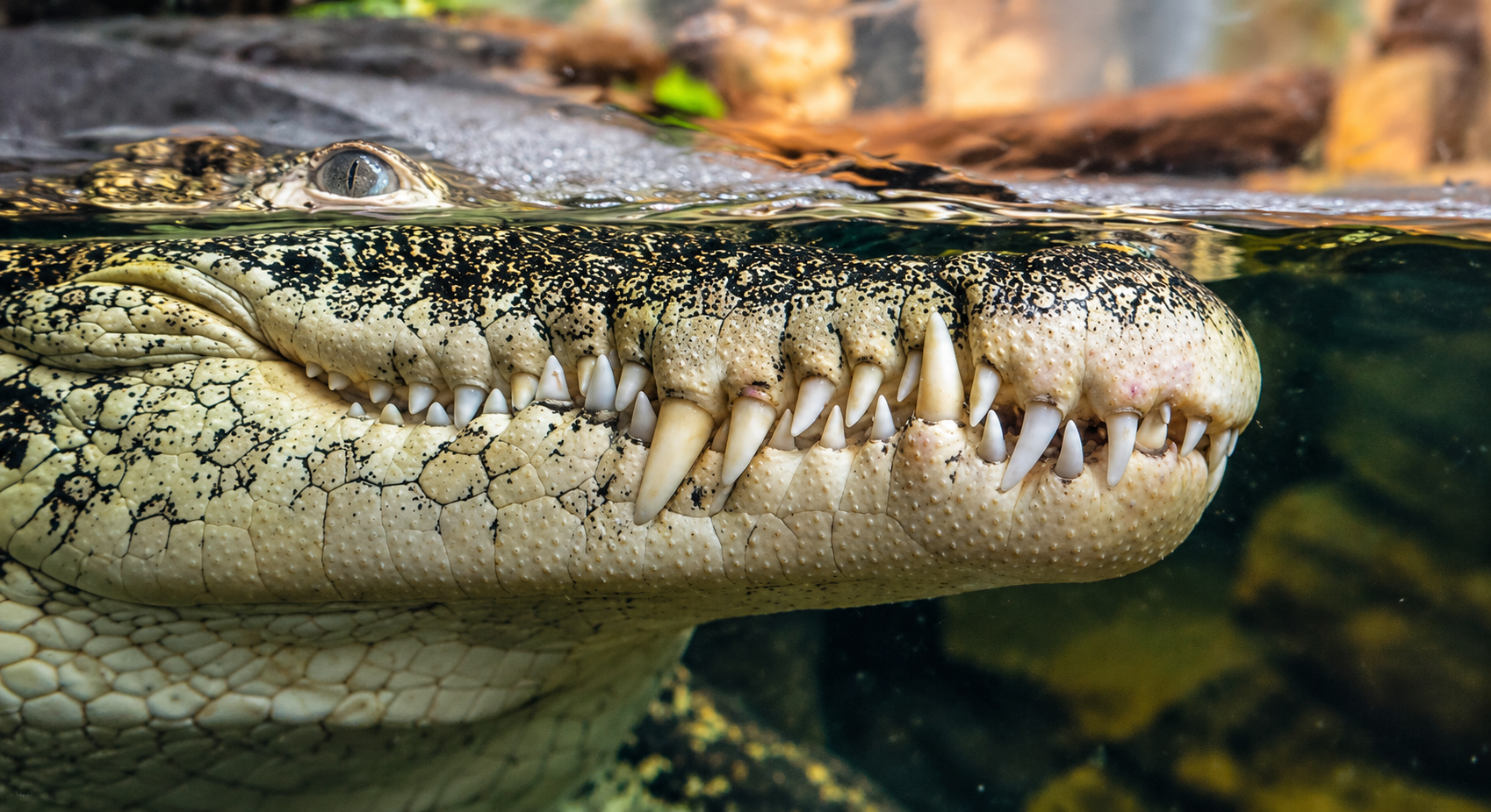 Kubakrokodil aus dem SeaLife Hannover 10/26 ©Ronny Morgner