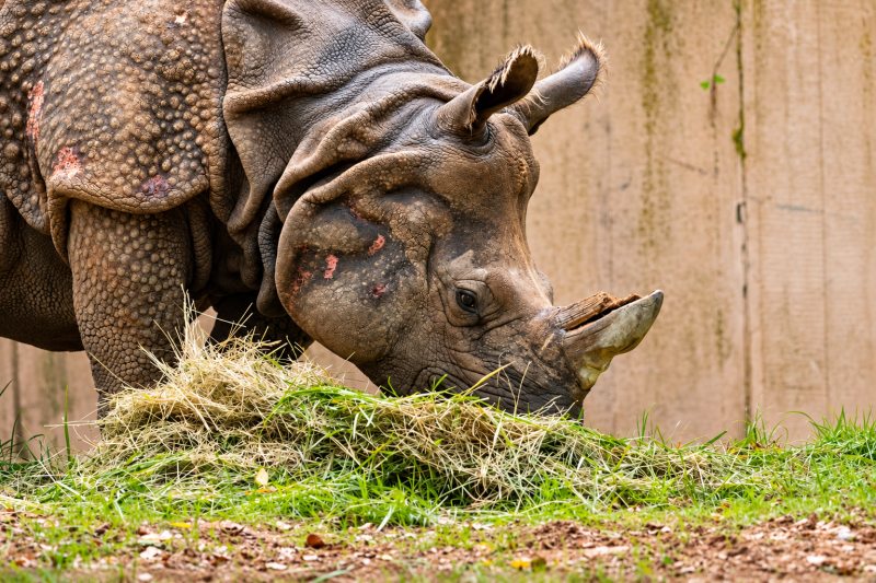 Kraftvoll und majestätisch – Panzernashorn bei der Fütterung 09/26 ©Ronny Morgner