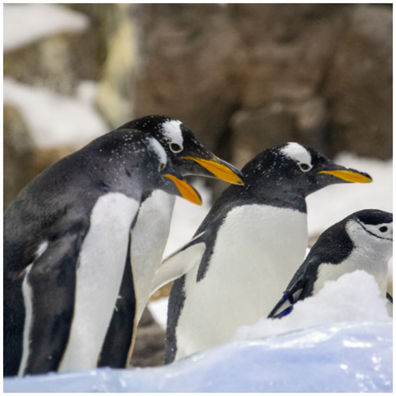 Pinguin
