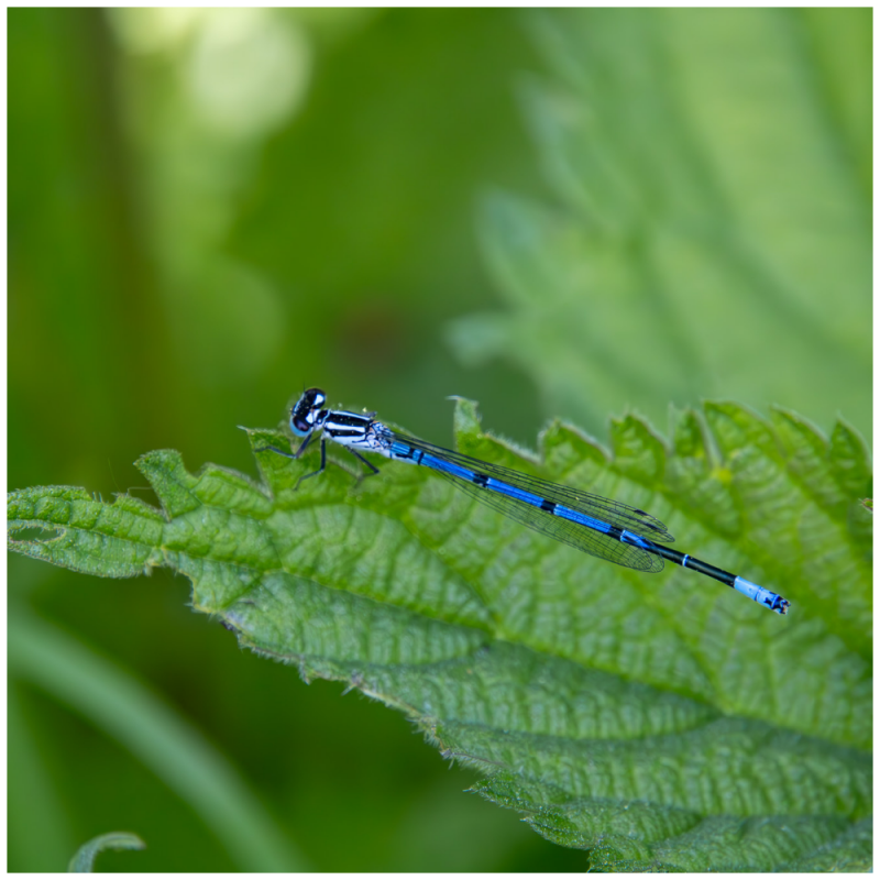Azurjunfern klein Libellenart auf Blatt